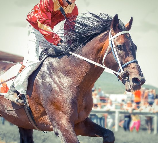 Racing,Horse,Portrait,In,Action