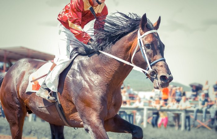 Racing,Horse,Portrait,In,Action